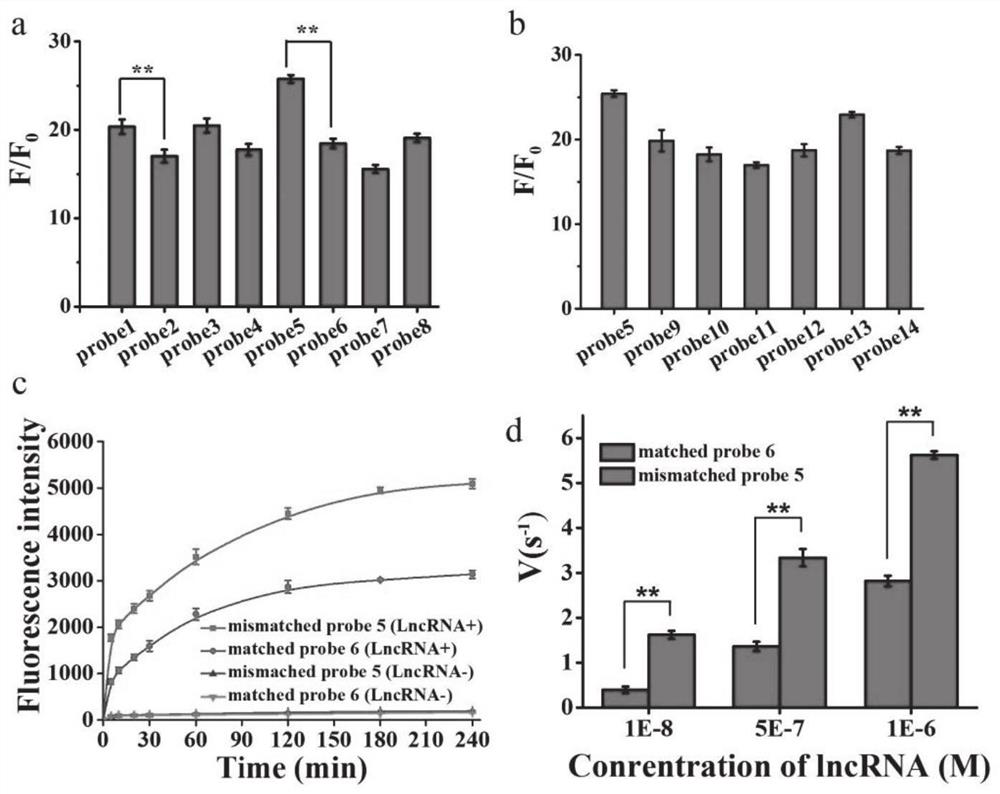 Mismatched linear double-stranded oligonucleotide probe and detection method of lncRNA