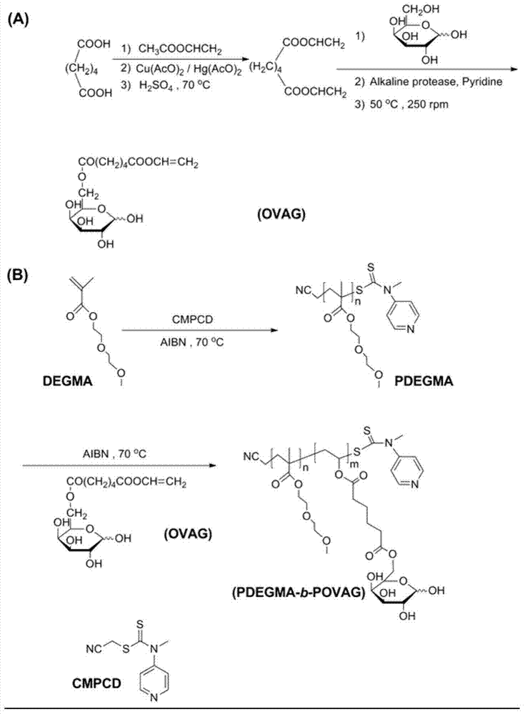 Method for synthesizing galactose block copolymer employing RAFT (reversible addition fragmentation chain transfer) method