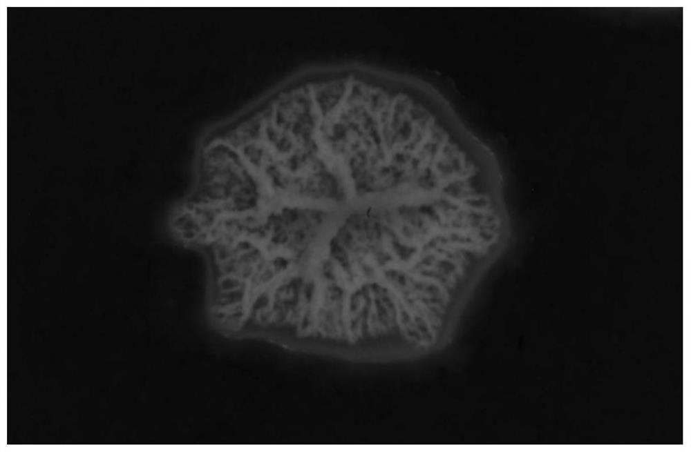 Rice endophytic Bacillus velezensis and application thereof