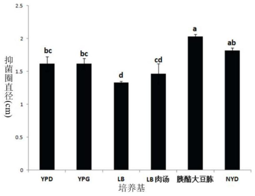 Rice endophytic Bacillus velezensis and application thereof