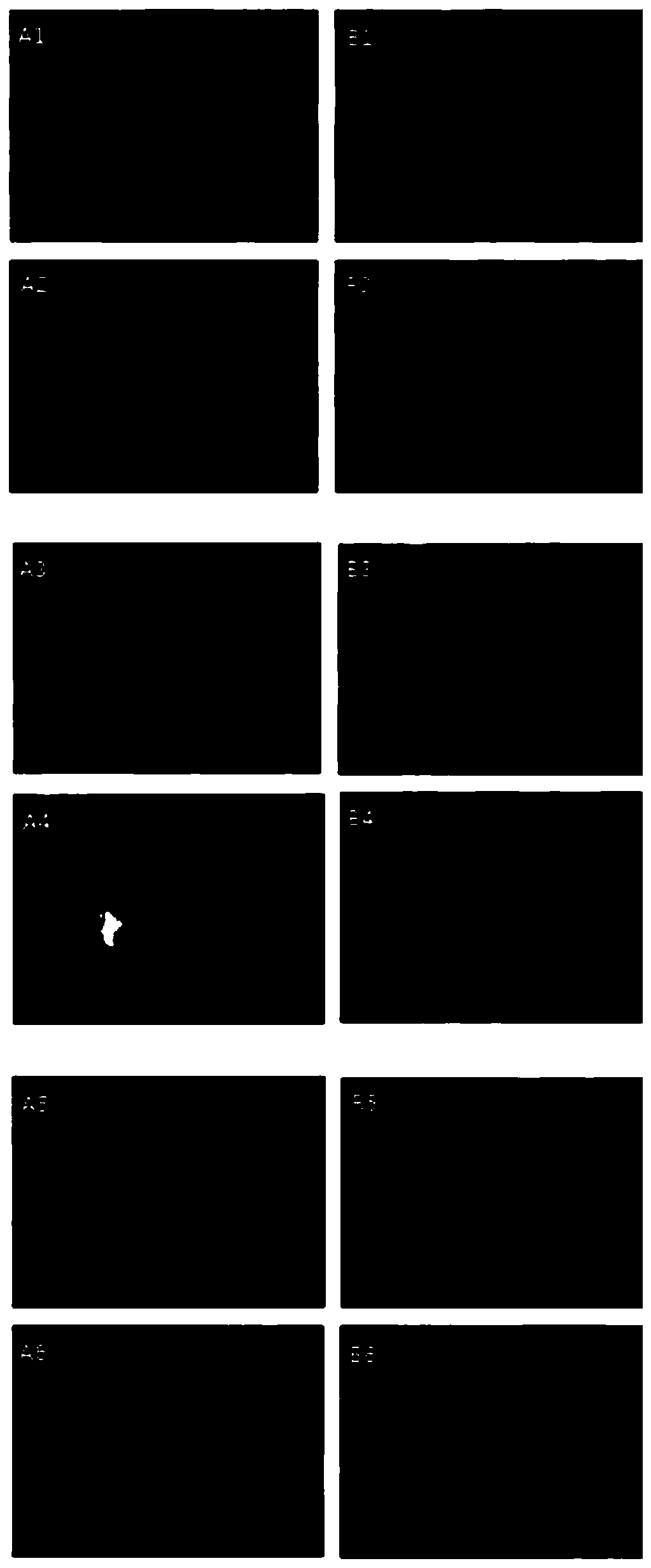 A kind of preparation method of the fish probe of top2a gene