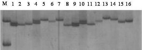 Method for detecting EcSSR0003 microsatellite deoxyribonucleic acid (DNA) markers of palaemon carincauda holthuis