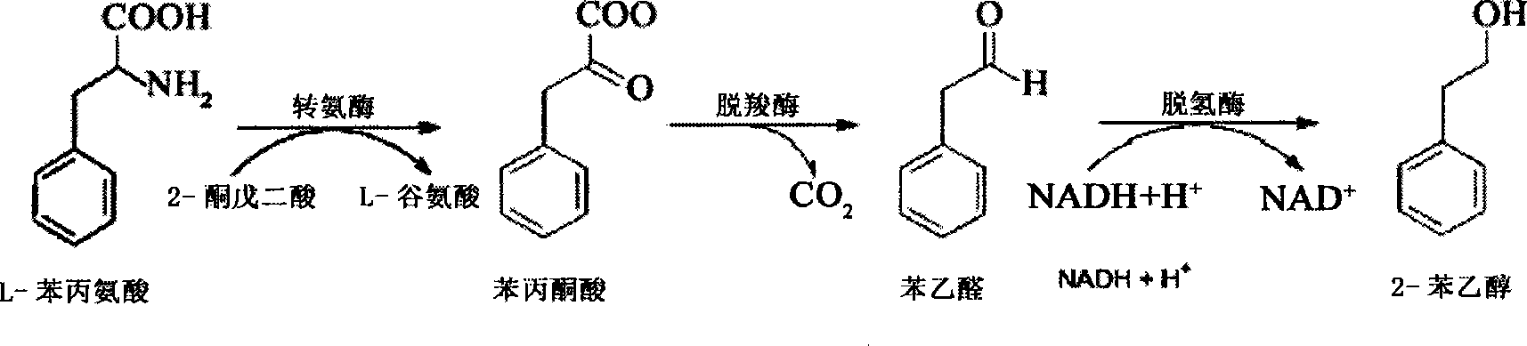 Method for preparing natural 2-benzyl carbinol