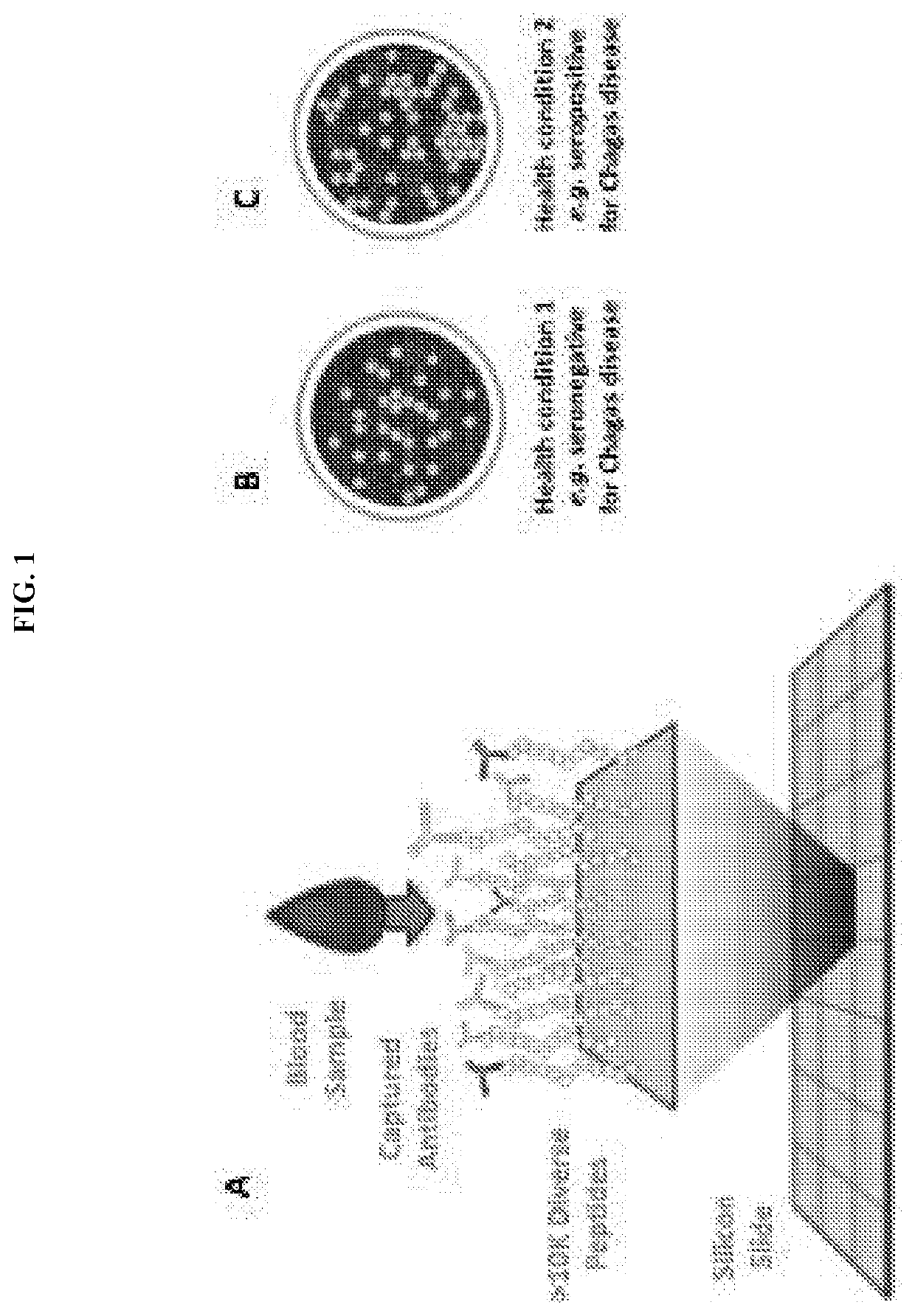 Methods for screening infections
