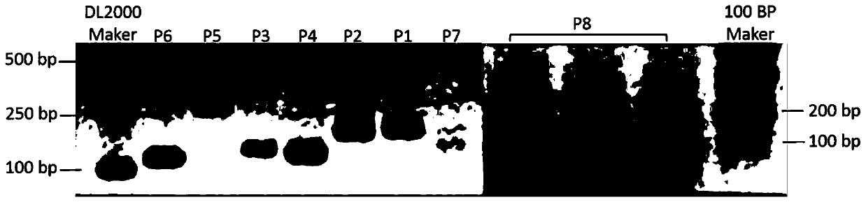 Species-specific Quantitative PCR Primers and Its Design Method for Methylotrophic Bacillus