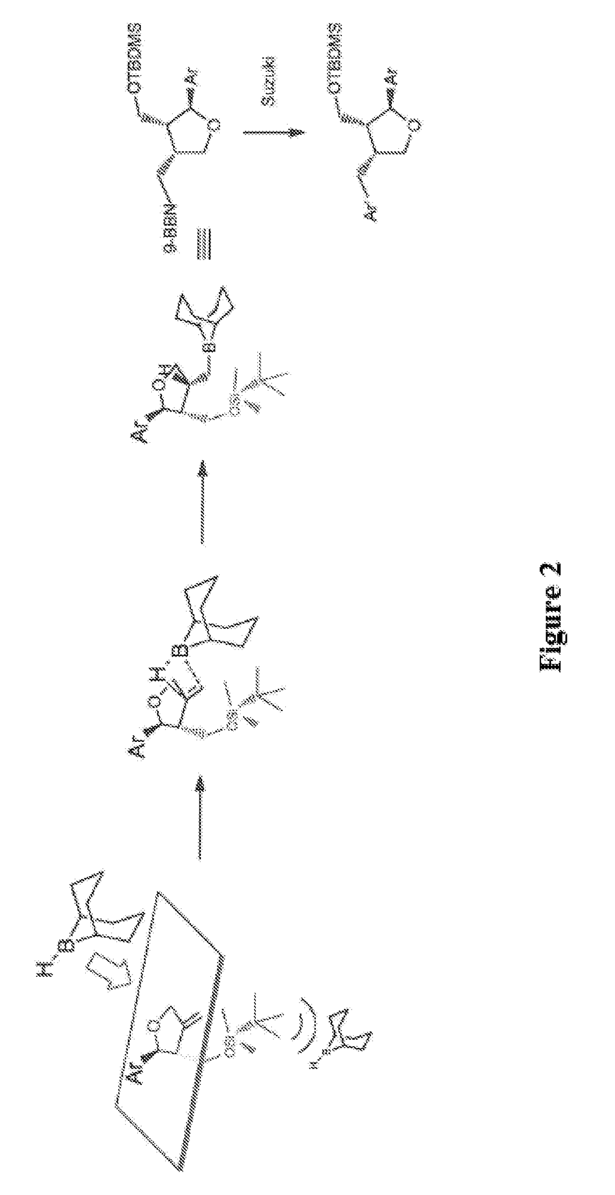 Leoligin derivatives as smooth muscle cell proliferation inhibitors