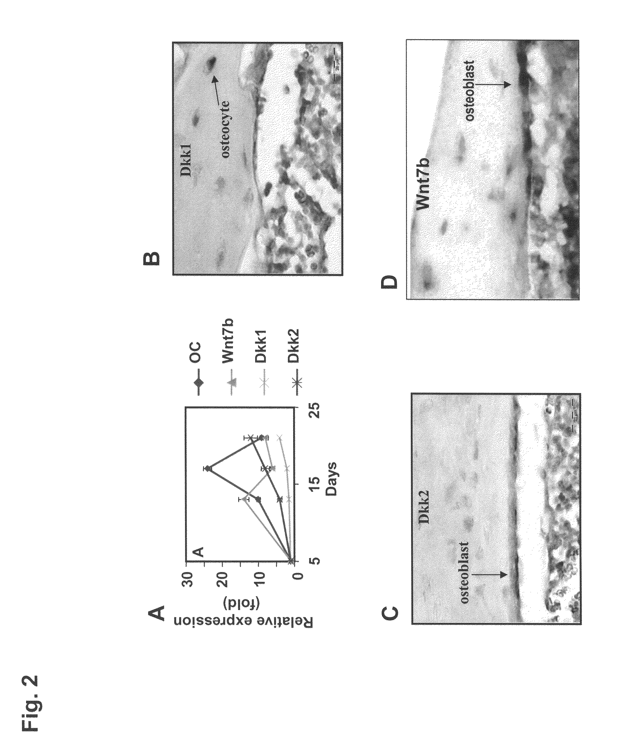 Compositions and methods for the stimulation or enhancement of bone formation and the self-renewal of cells
