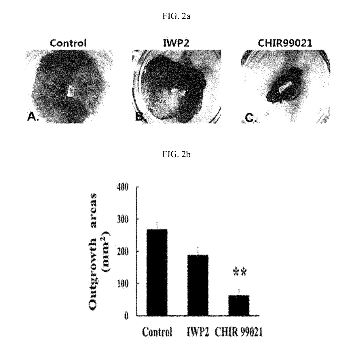 Methods for improving proliferation and stemness of limbal stem cells