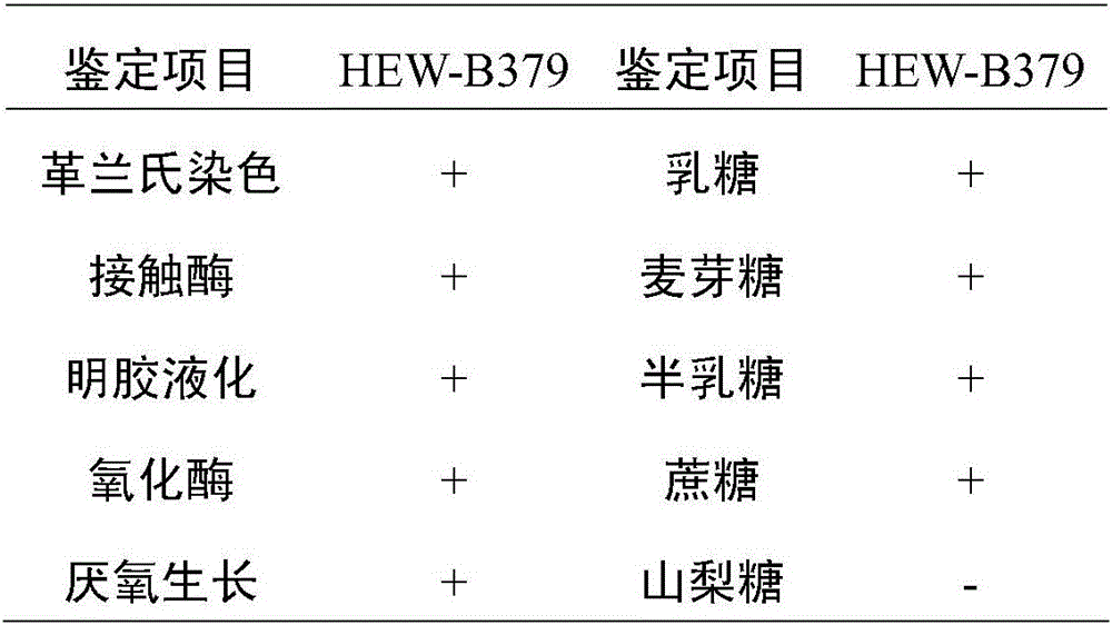 Bacillus coagulans HEW-B379 with probiotic effect, and application thereof