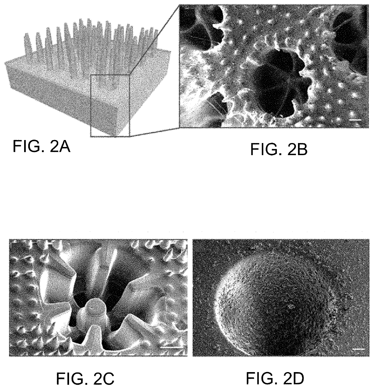 Structure and method for promoting microalgae growth