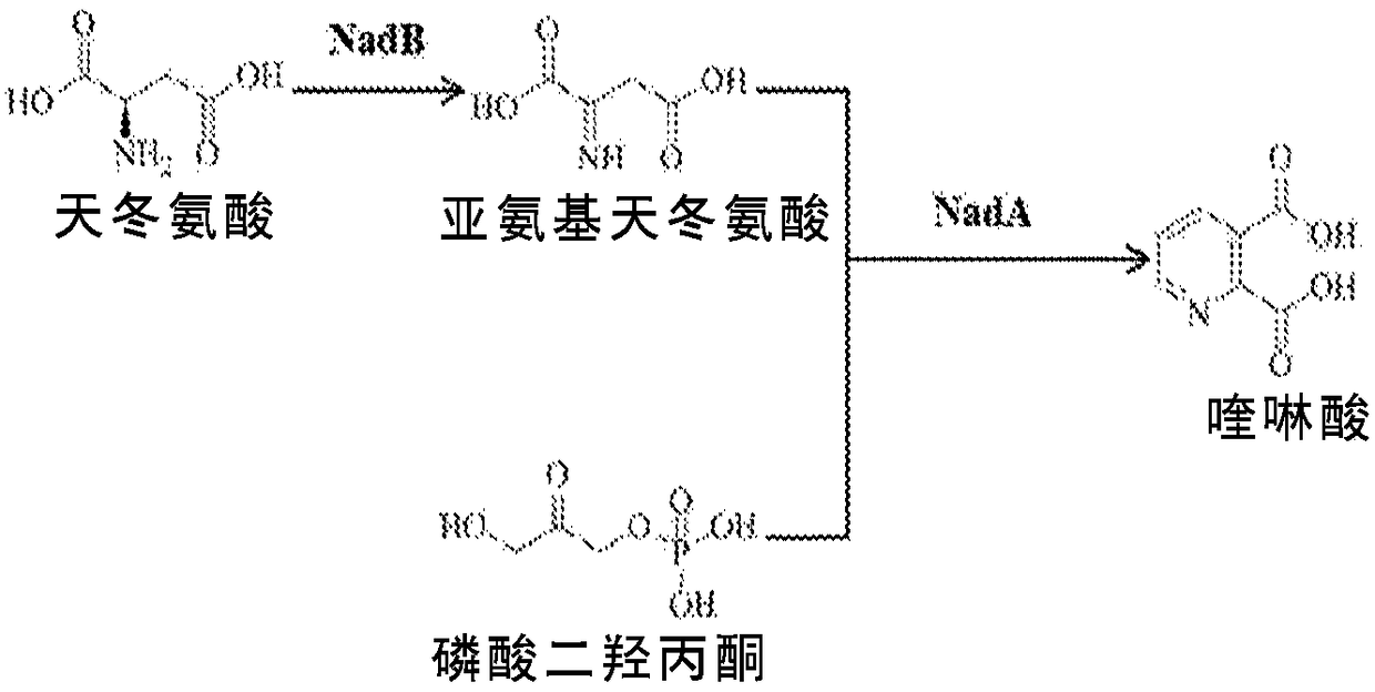 Microbial production of nicotinamide riboside