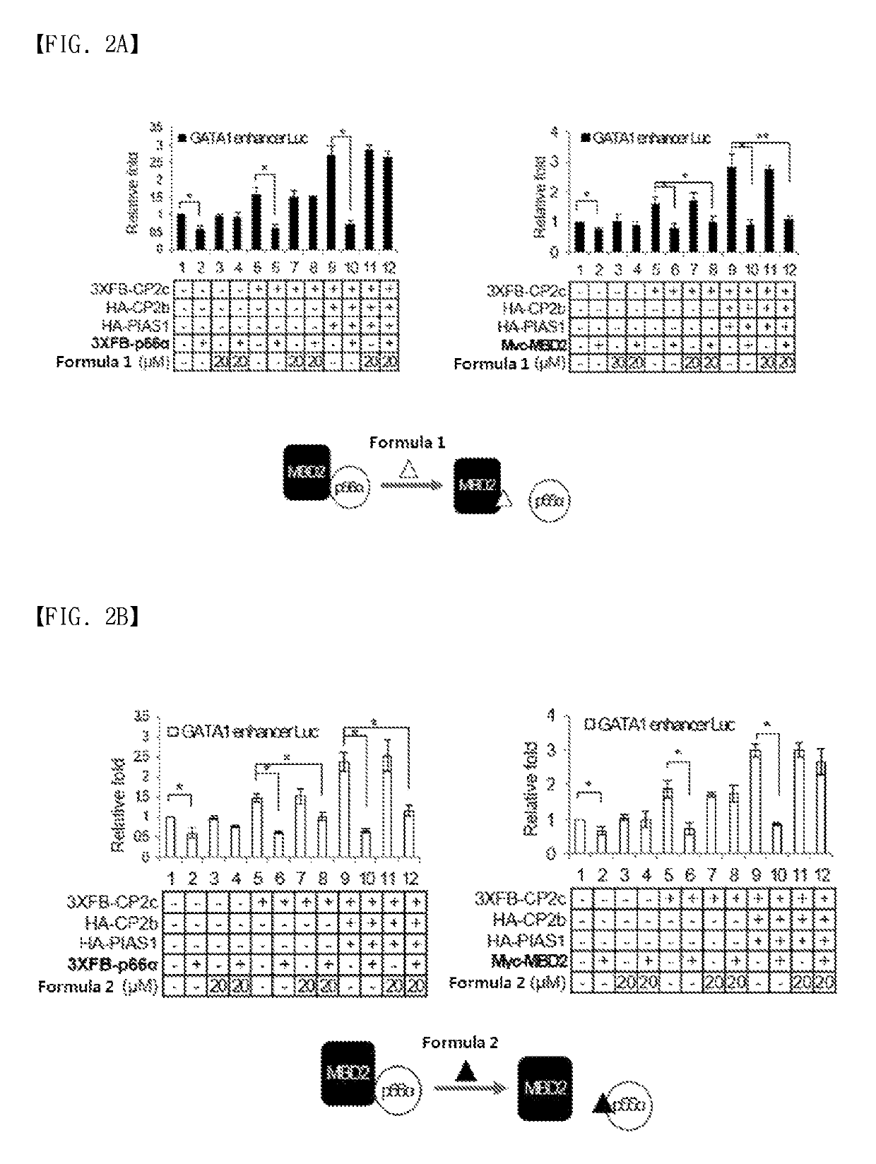 Composition comprising compound inhibiting interactions of MBD2 and P66α for anti-metastasis and prevention and treatment of cancer disease