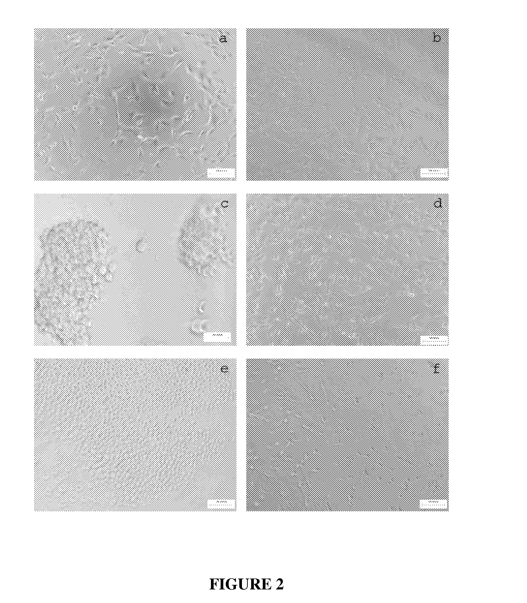Cell-adhesive, enzymatically crosslinked flavonoid hydrogels and methods for making same