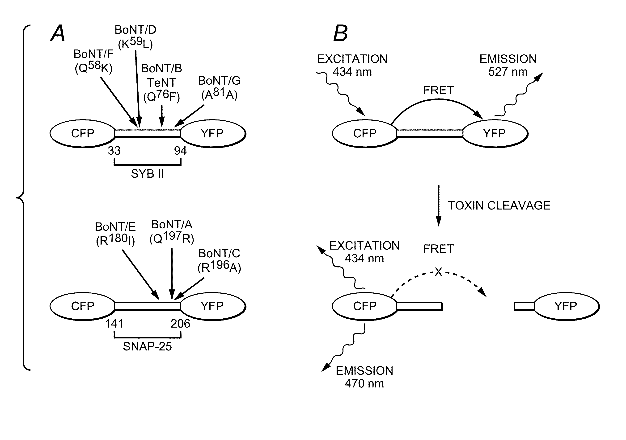 Resonance Energy Transfer Assay with Cleavage Sequence and Spacer