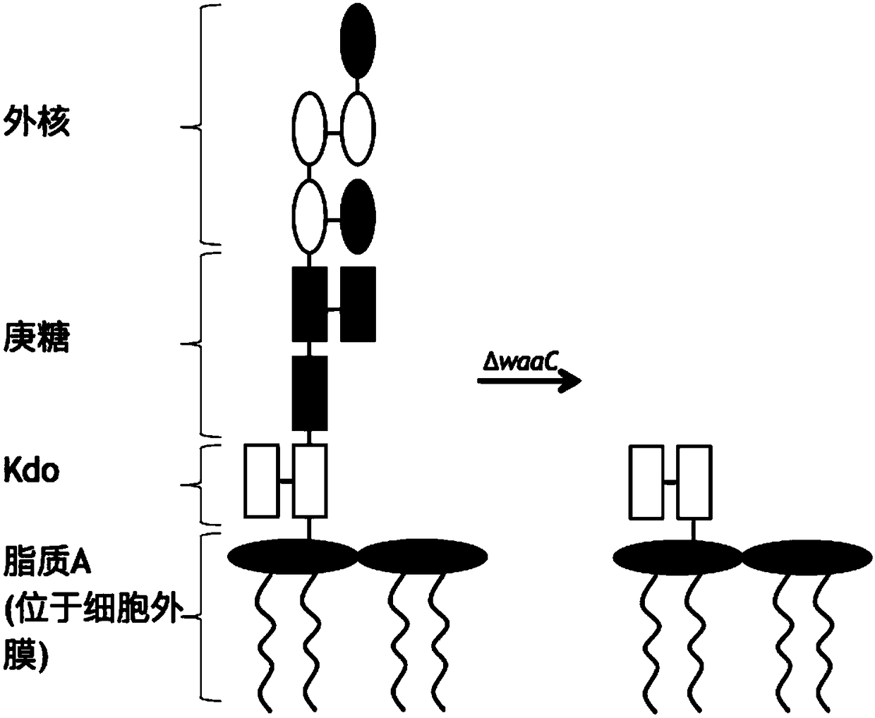 Method for evolving host specificity of bacteriophage