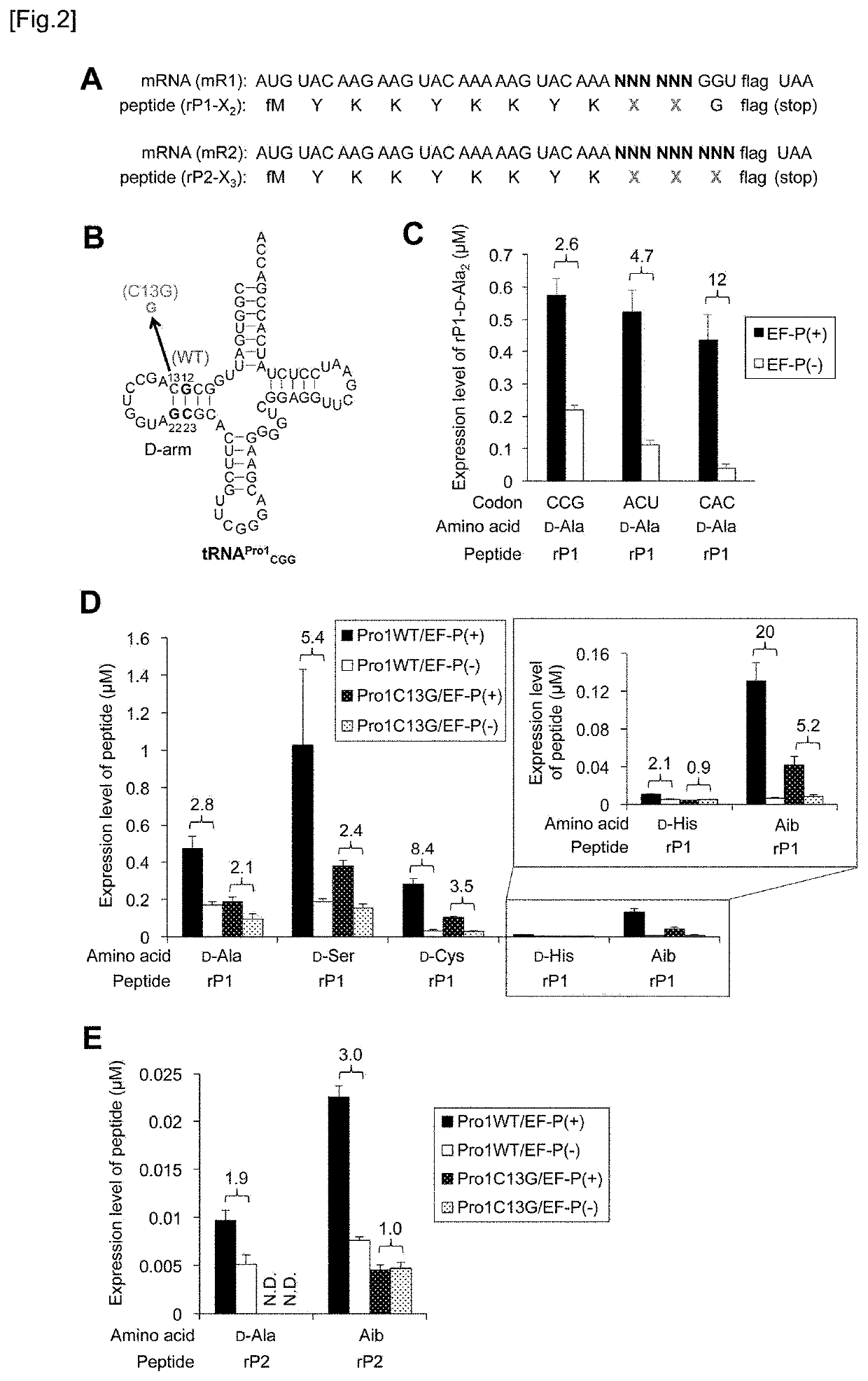 Modification of D and T Arms of tRNA Enhancing D-Amino Acid and Beta-Amino Acid Uptake