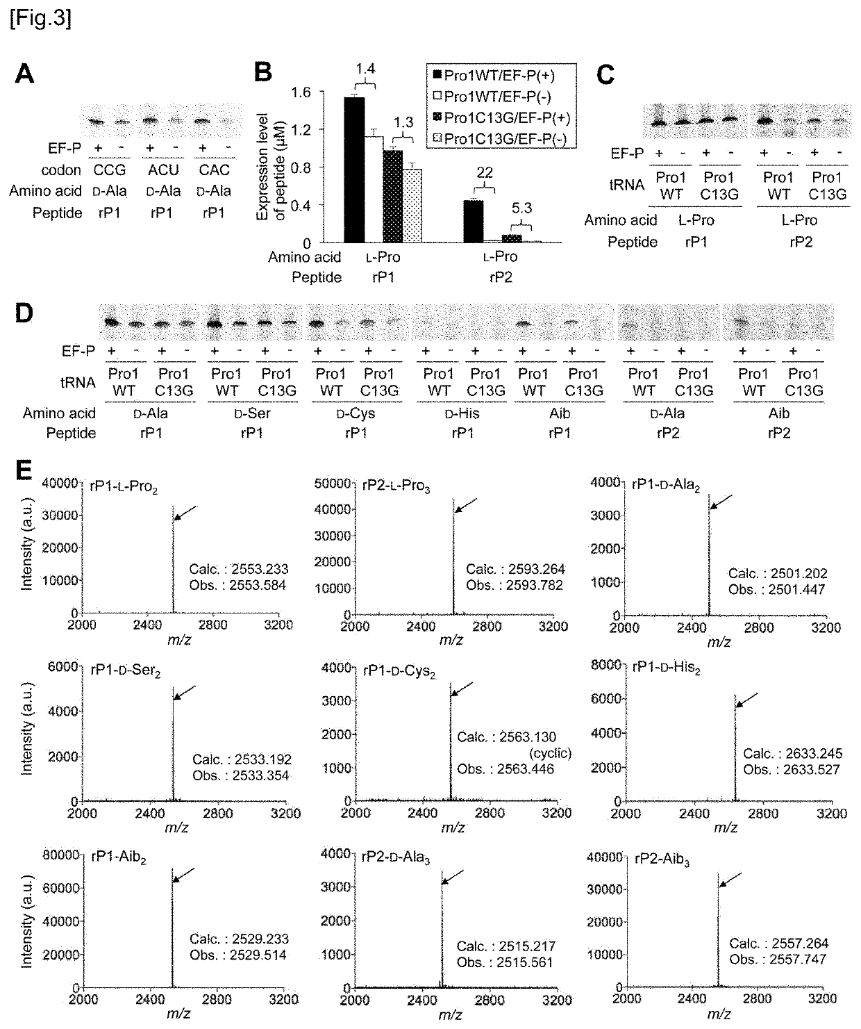 Modification of D and T Arms of tRNA Enhancing D-Amino Acid and Beta-Amino Acid Uptake