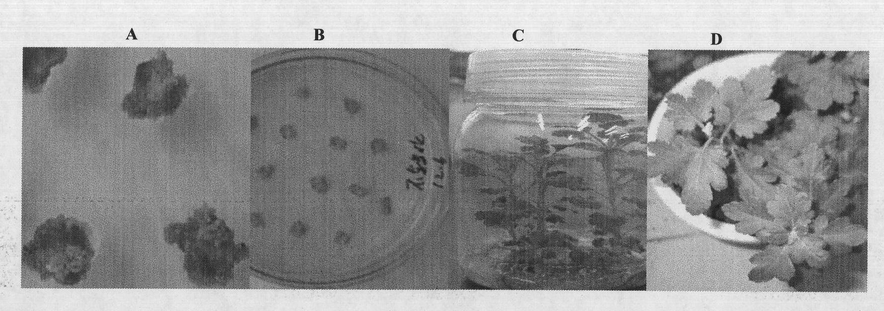 Method for enhancing aphis resistance of chrysanthemum by using transgenosis