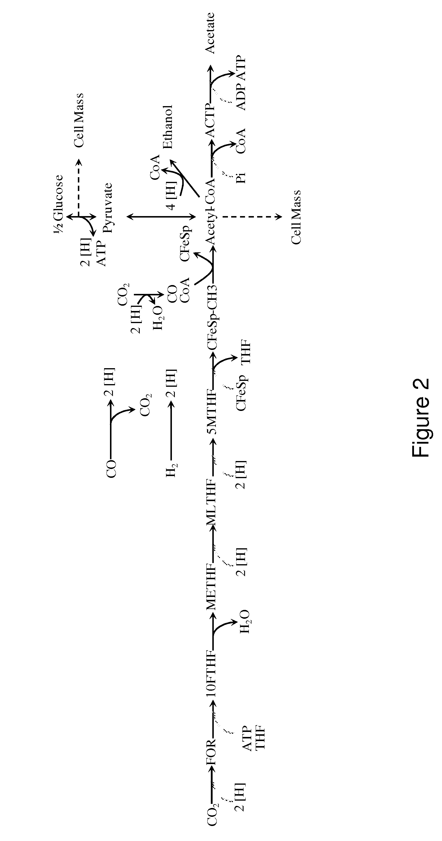 Methods and organisms for converting synthesis gas or other gaseous carbon sources and methanol to 1,3-butanediol