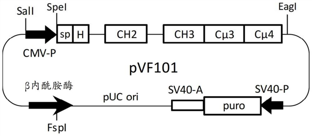Multimeric hybrid fc proteins for replacement of ivig