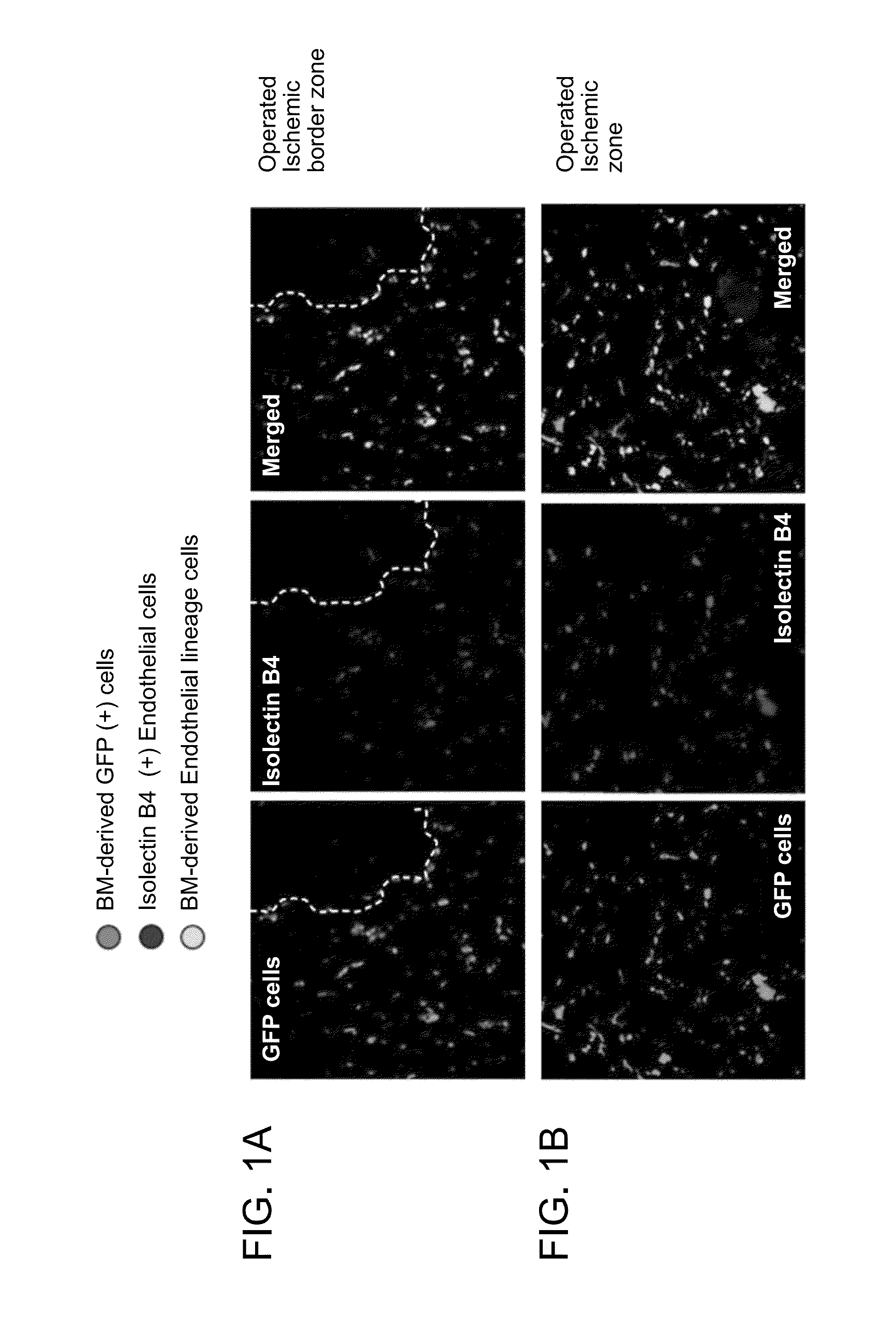 Compositions and methods for the treatment of radiation exposure