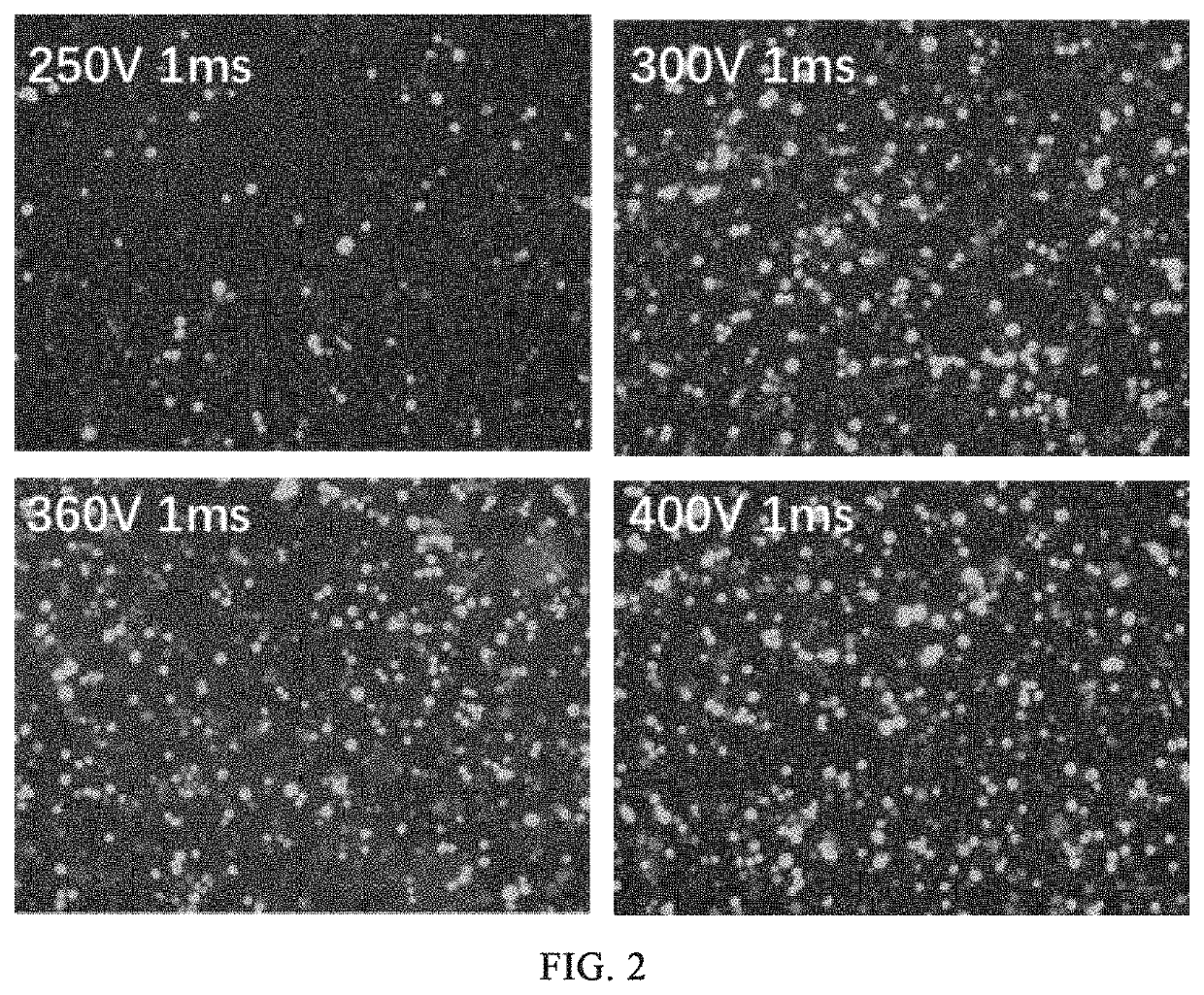 Method for increasing fetal hemoglobin expression level