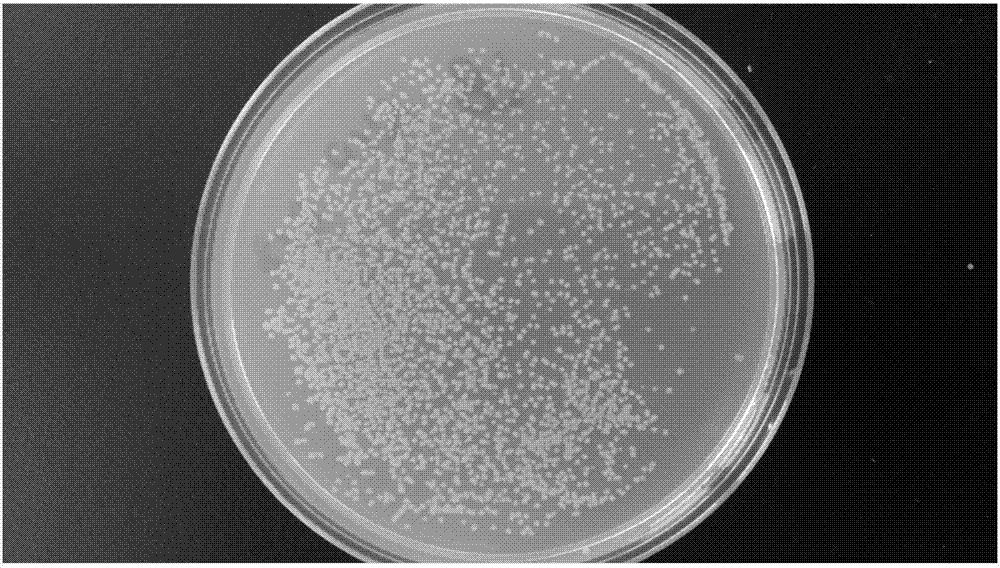 Rhizosphere Growth Promoting Bacteria and Its Application