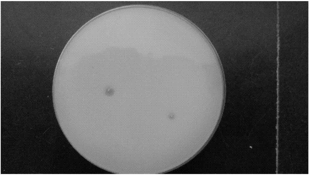 Rhizosphere Growth Promoting Bacteria and Its Application