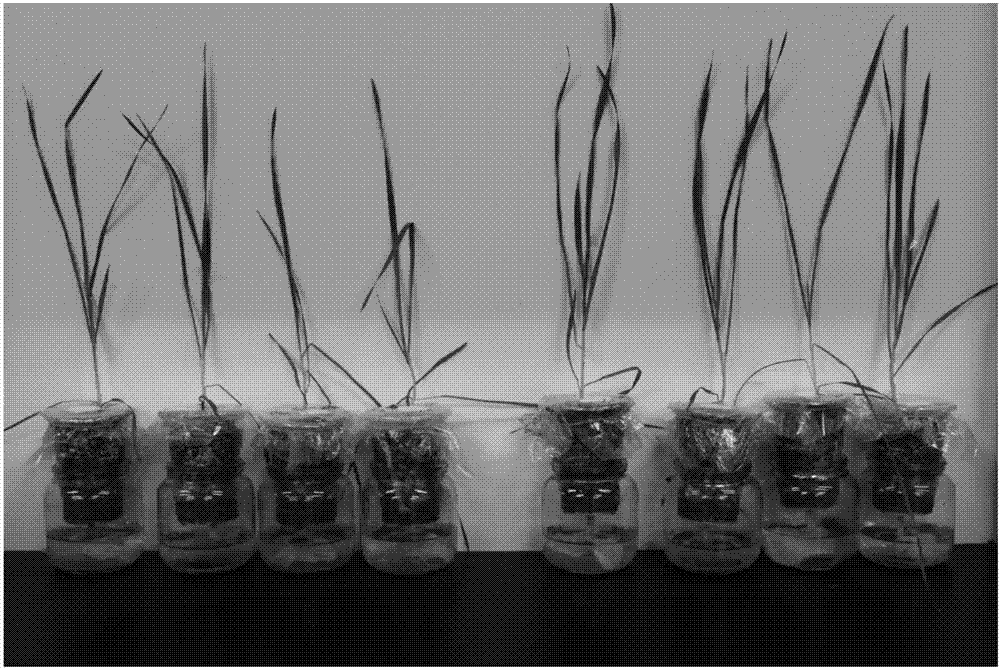 Rhizosphere Growth Promoting Bacteria and Its Application