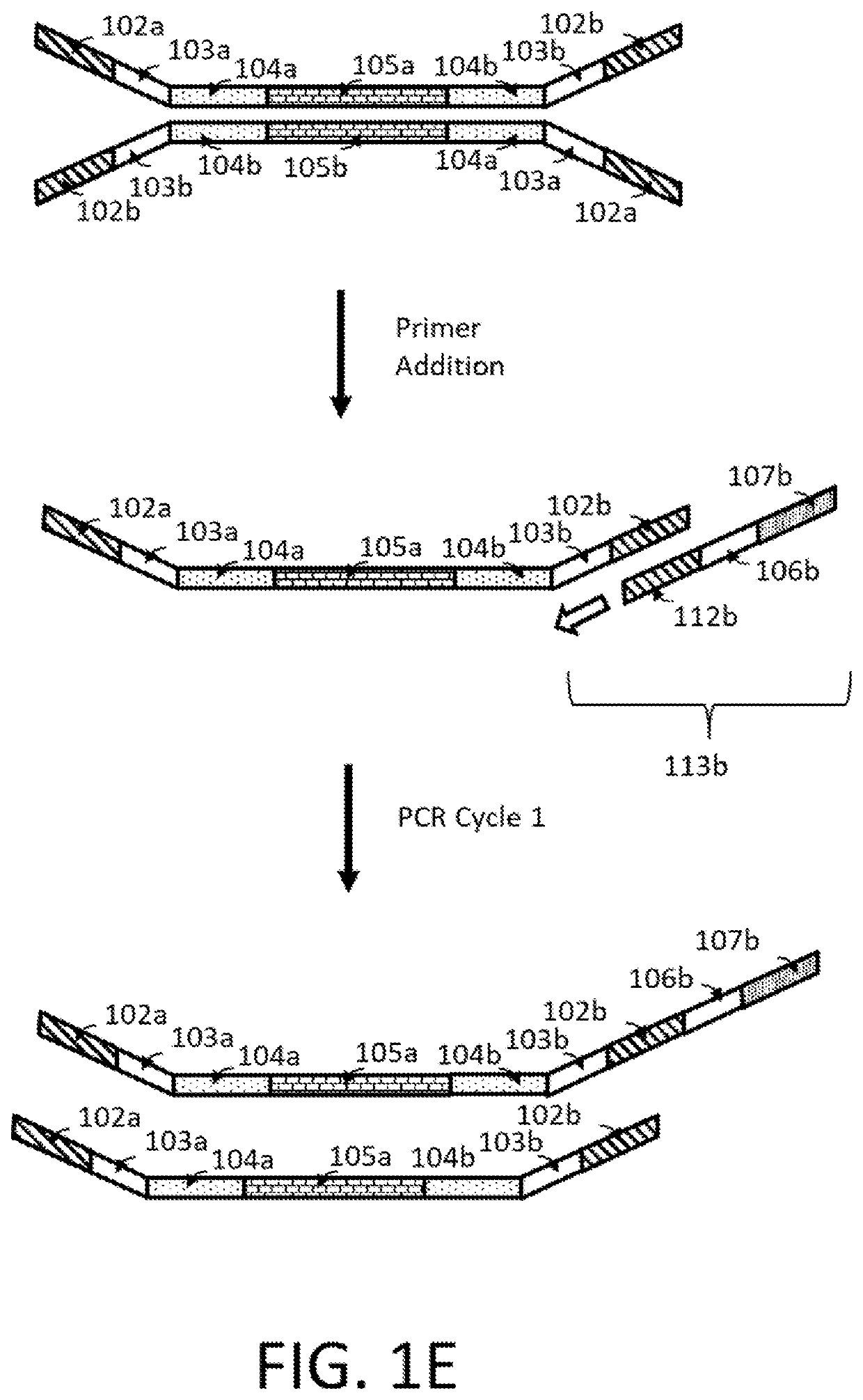 Compositions and methods for next generation sequencing
