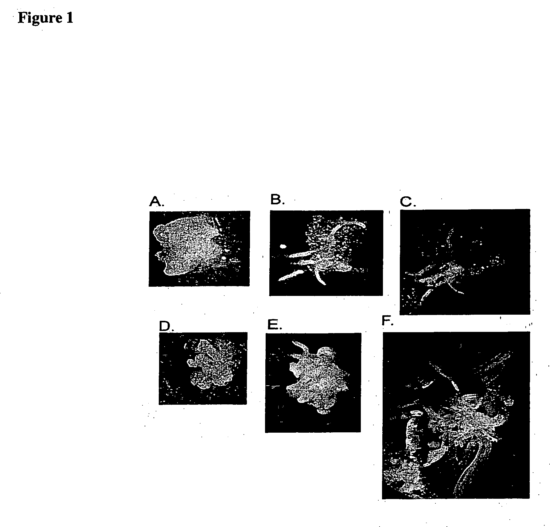 Method for regenerating and transforming St. Augustinegrass from embryogenic callus