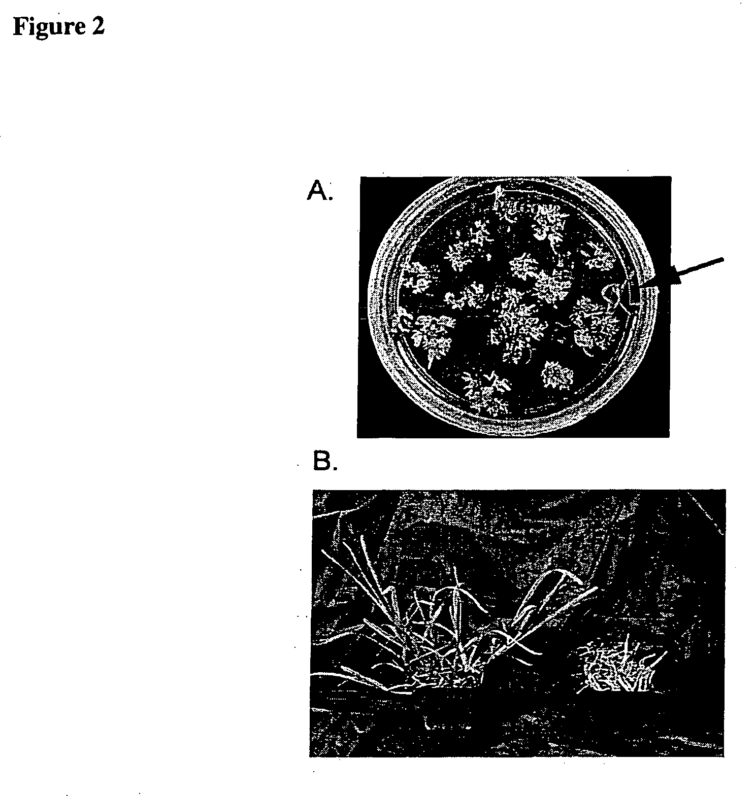 Method for regenerating and transforming St. Augustinegrass from embryogenic callus