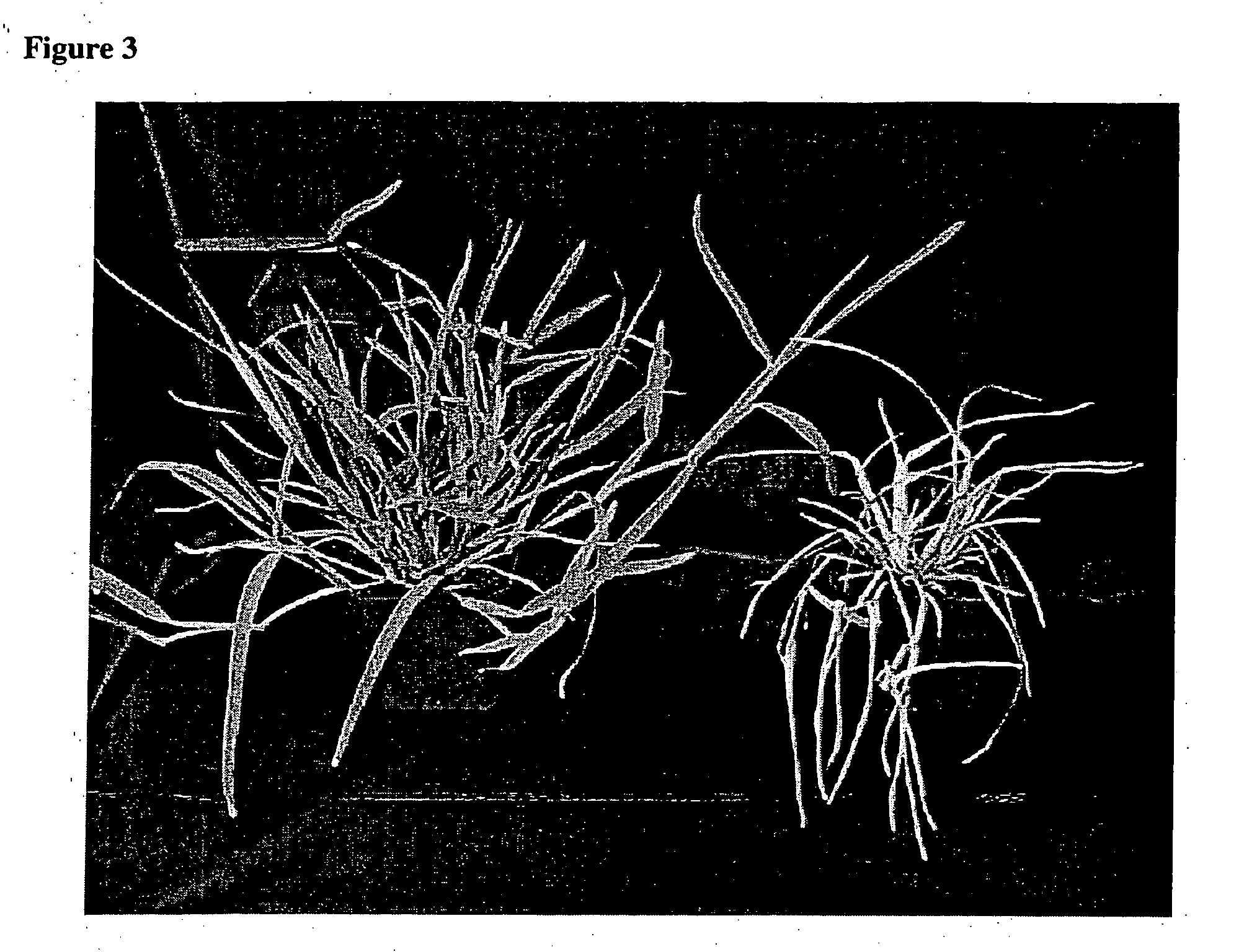 Method for regenerating and transforming St. Augustinegrass from embryogenic callus