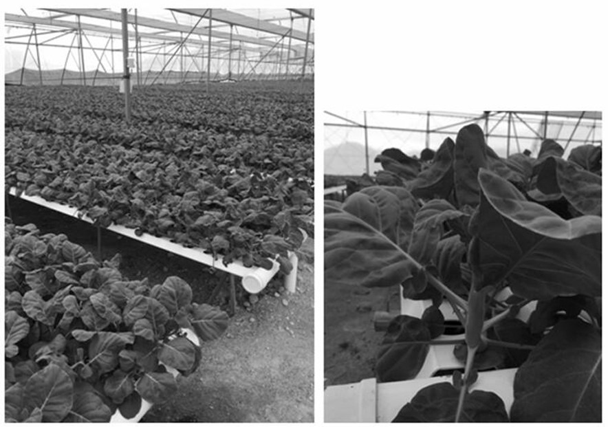 A simplified soilless cultivation method for kale