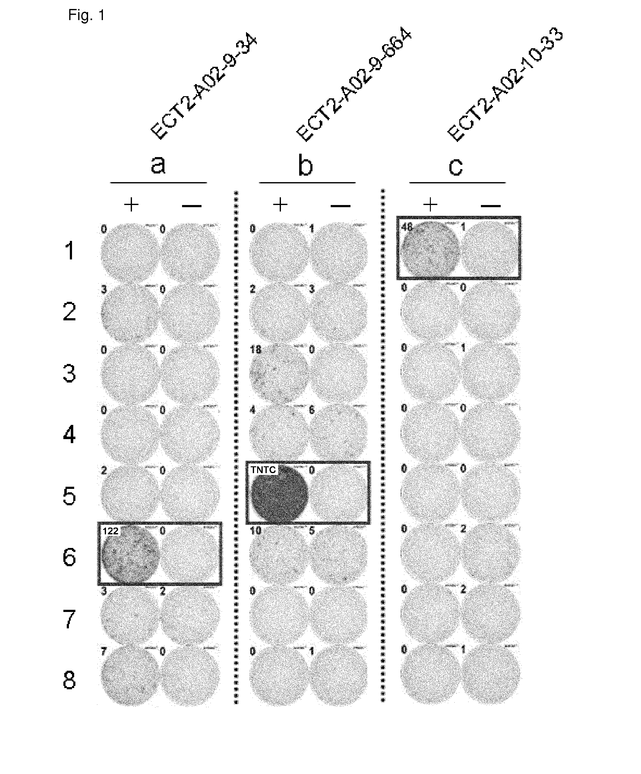 ECT2 peptides and vaccines including the same