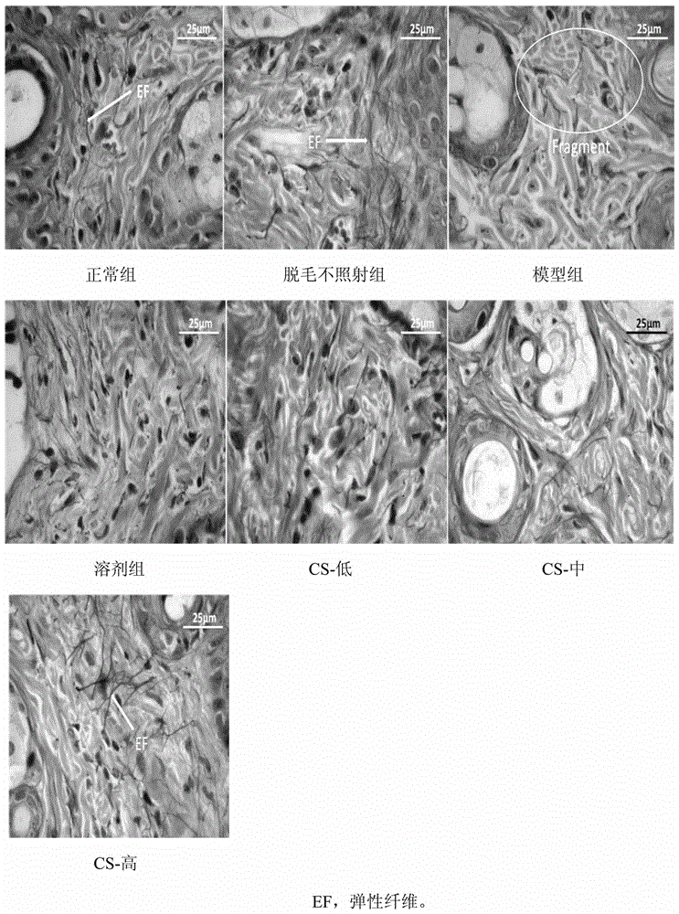 Preparation method and application of orthosiphon aristatus extract