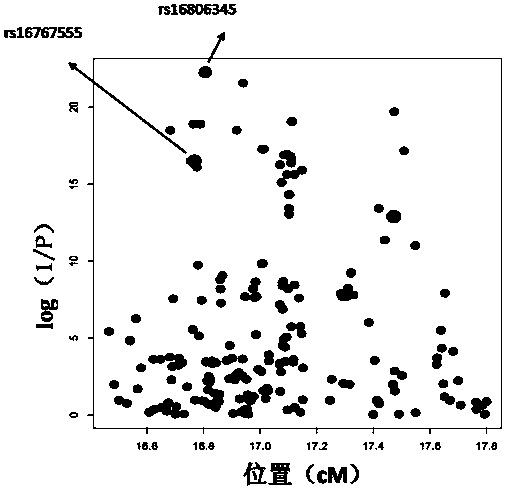 A SNP marker for measuring and/or genetically improving pig growth traits