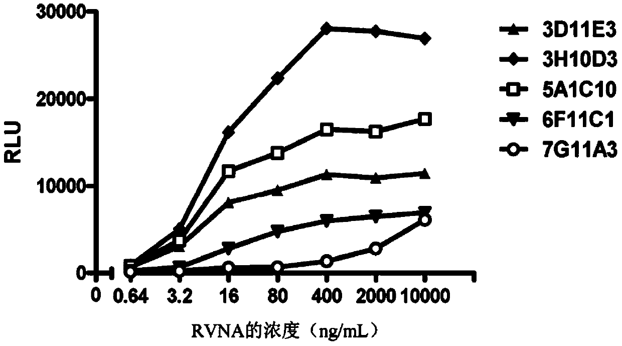 Compositions and methods related to prevention and treatment of rabies infection