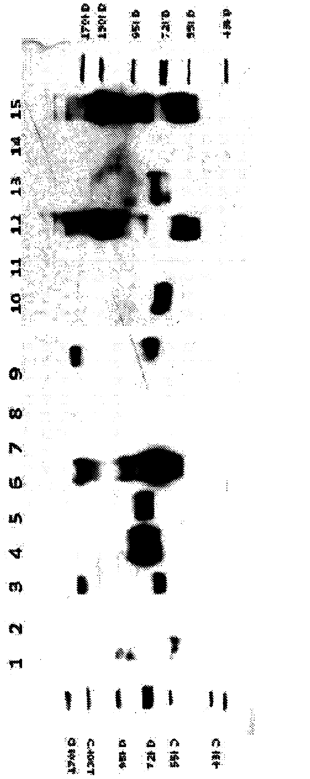 Compositions and methods related to prevention and treatment of rabies infection