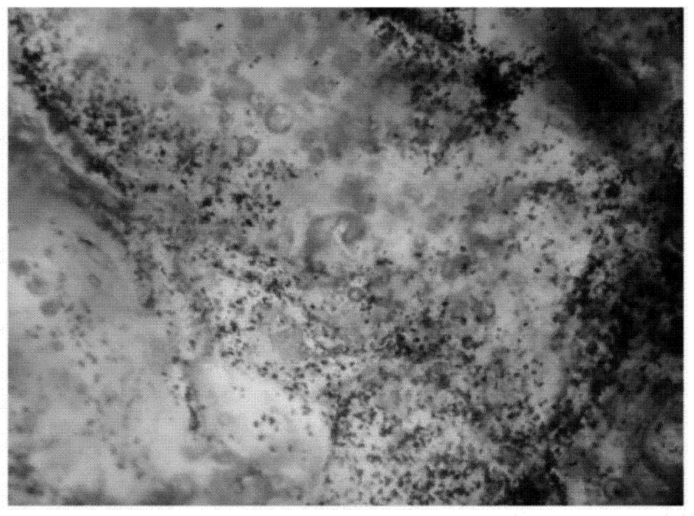 Silver-coated hollow bead compound filament yarn antibiosis fiber and preparation method thereof