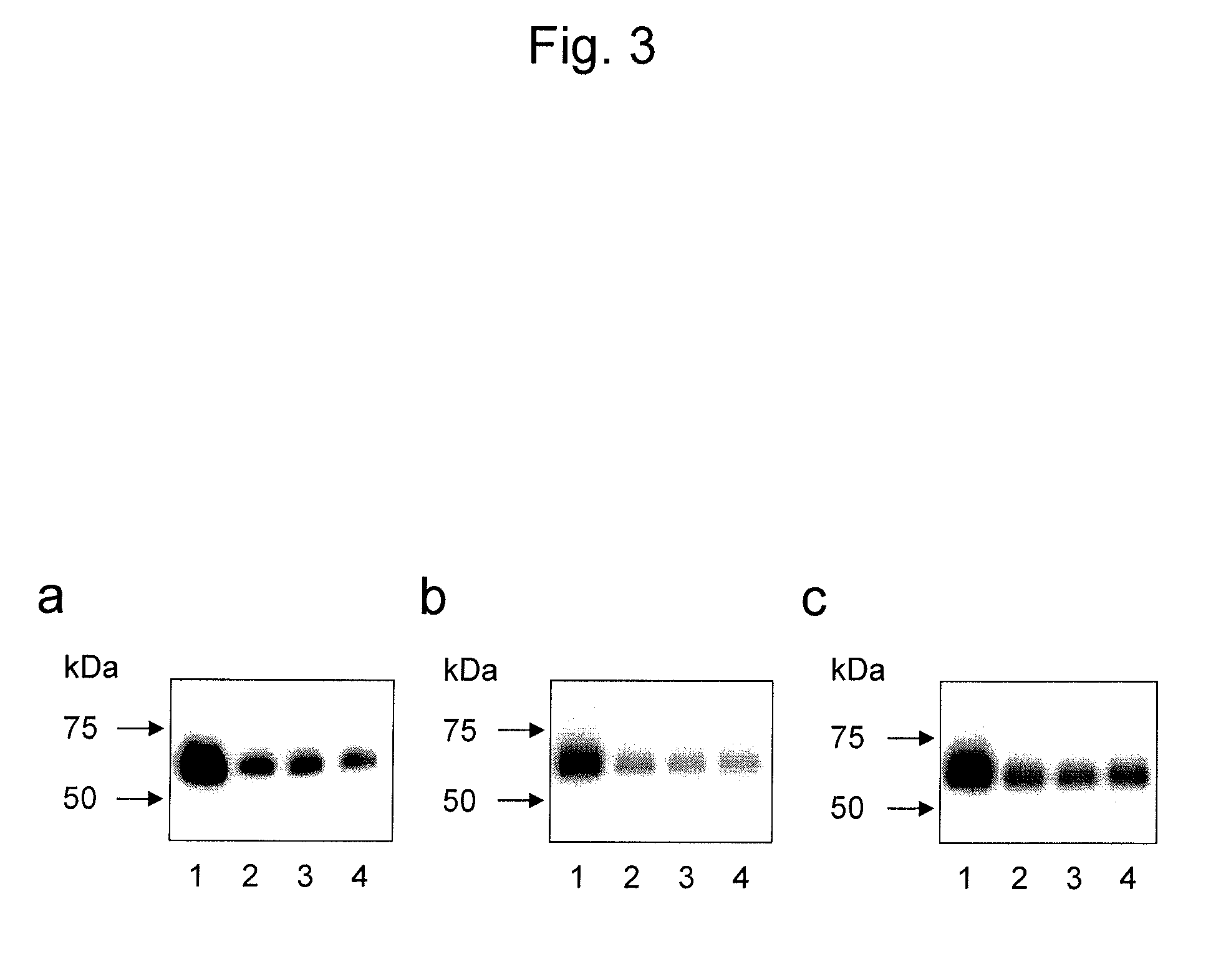 Antibody for detecting epithelial ovarian cancer marker and method for diagnosing epithelial ovarian cancer