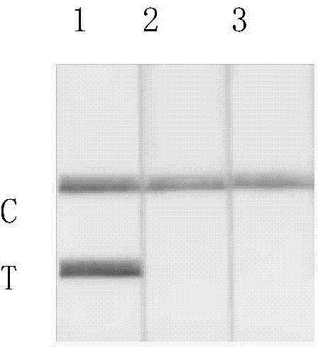 Lateral flow test paper strip detection kit for detection of donkey source component in food and feed, and application thereof