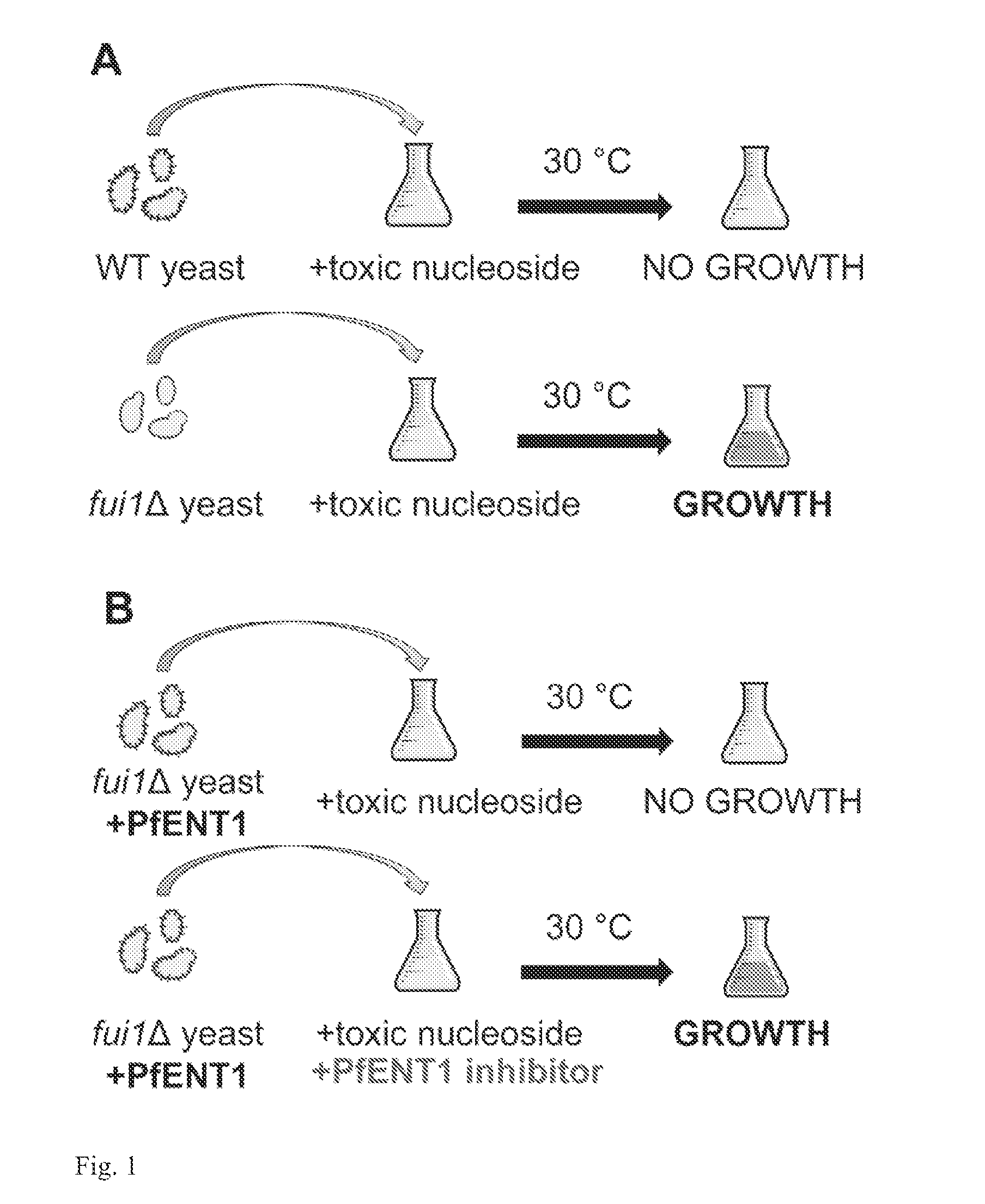 Assay for inhibitors of equilibrative or concentrative nucleoside transporters