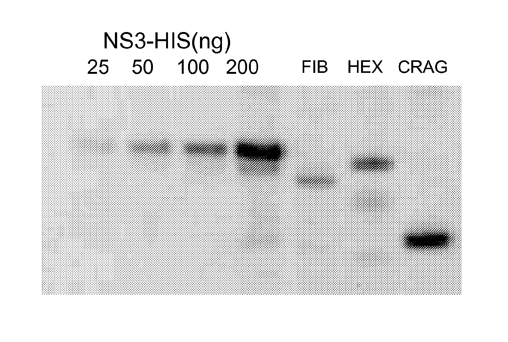 Compositions and methods for the treatment or prevention of human adenovirus-36 infection