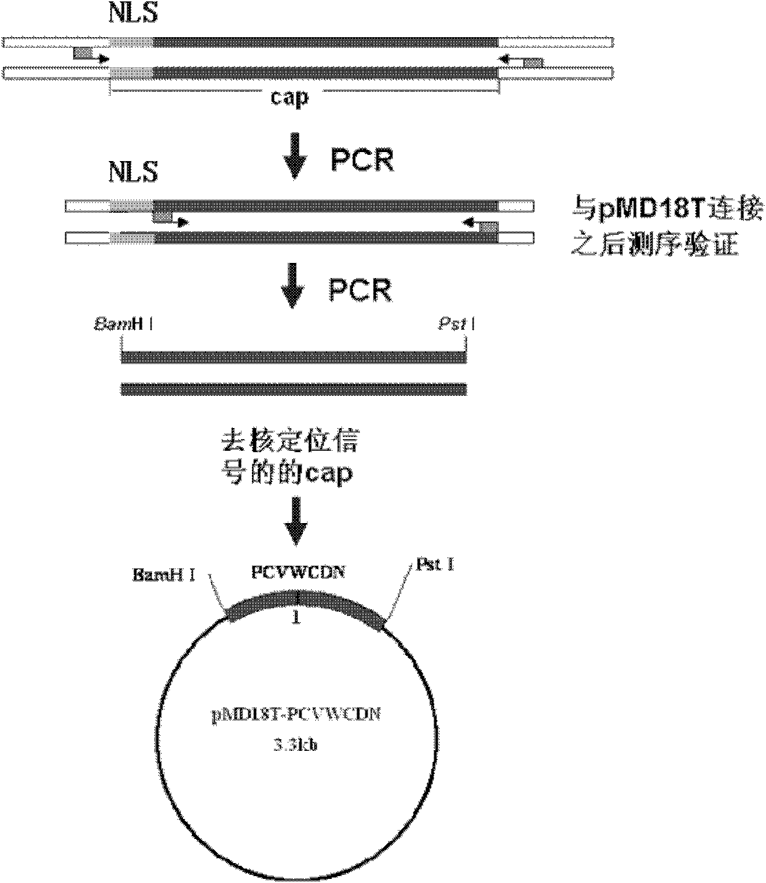 Method for efficiently preparing porcine circovirus 2 type empty capsid