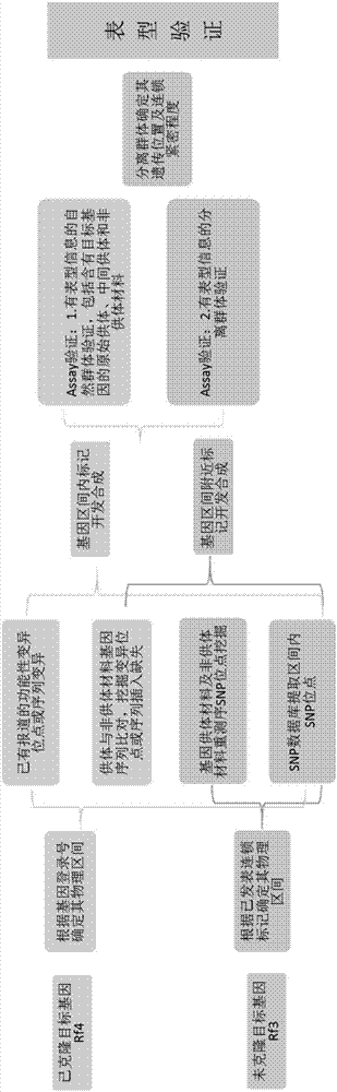 Rice fertility recovery gene auxiliary breeding molecular marker and application thereof