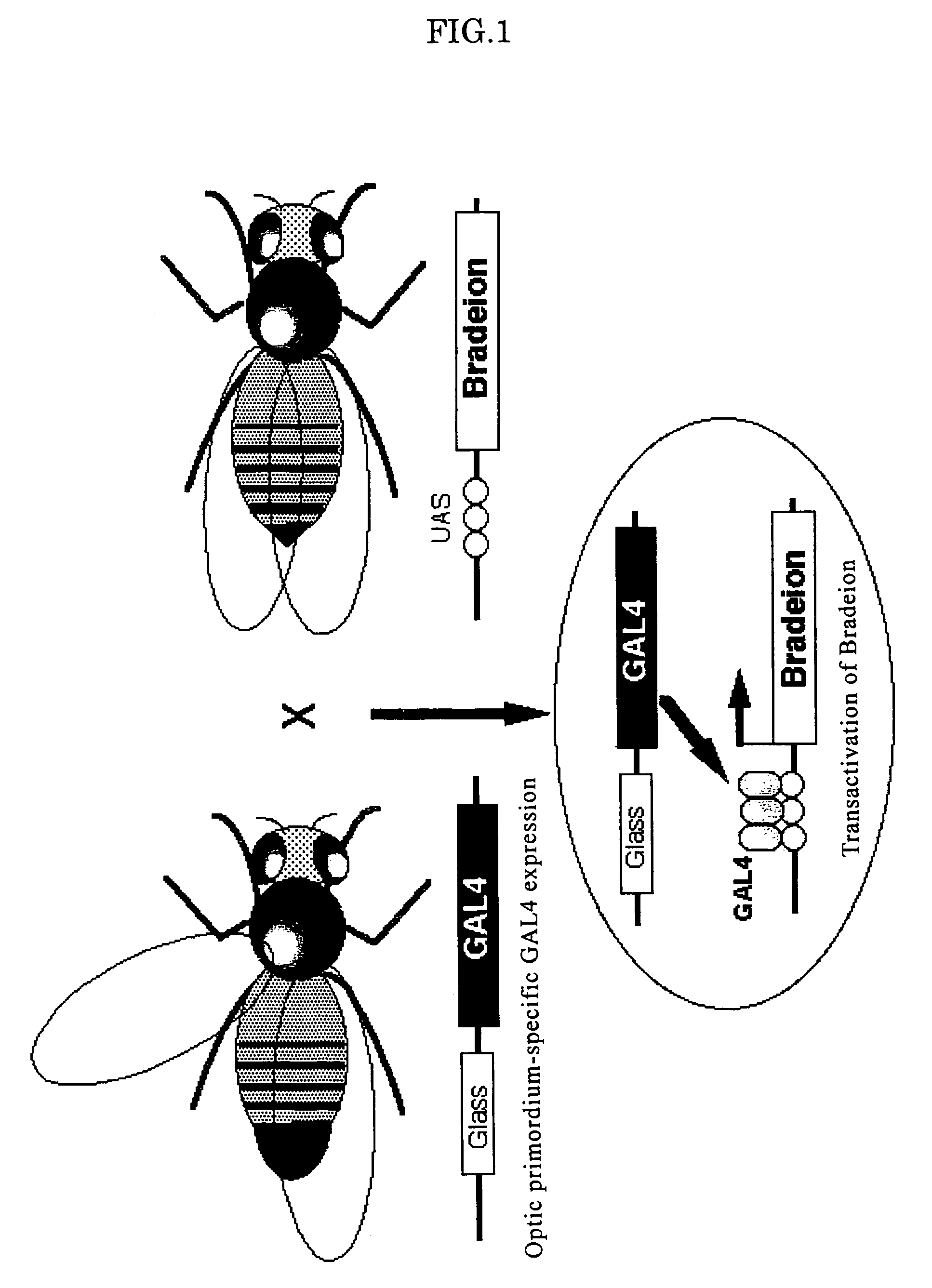 Drosophila strain carrying bradeion gene(s) transferred thereinto