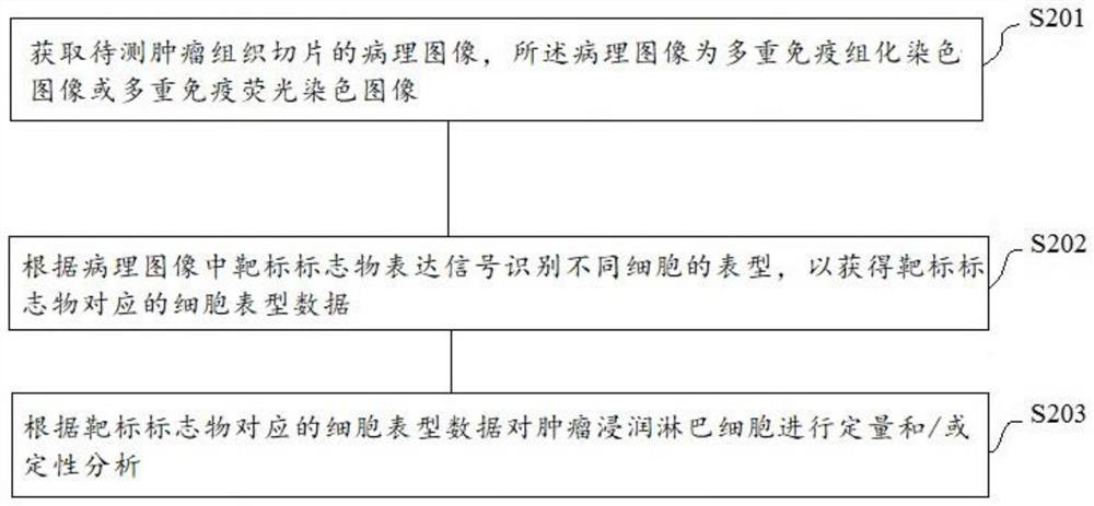 Tumor infiltrating lymphocyte analysis method and device and storage medium