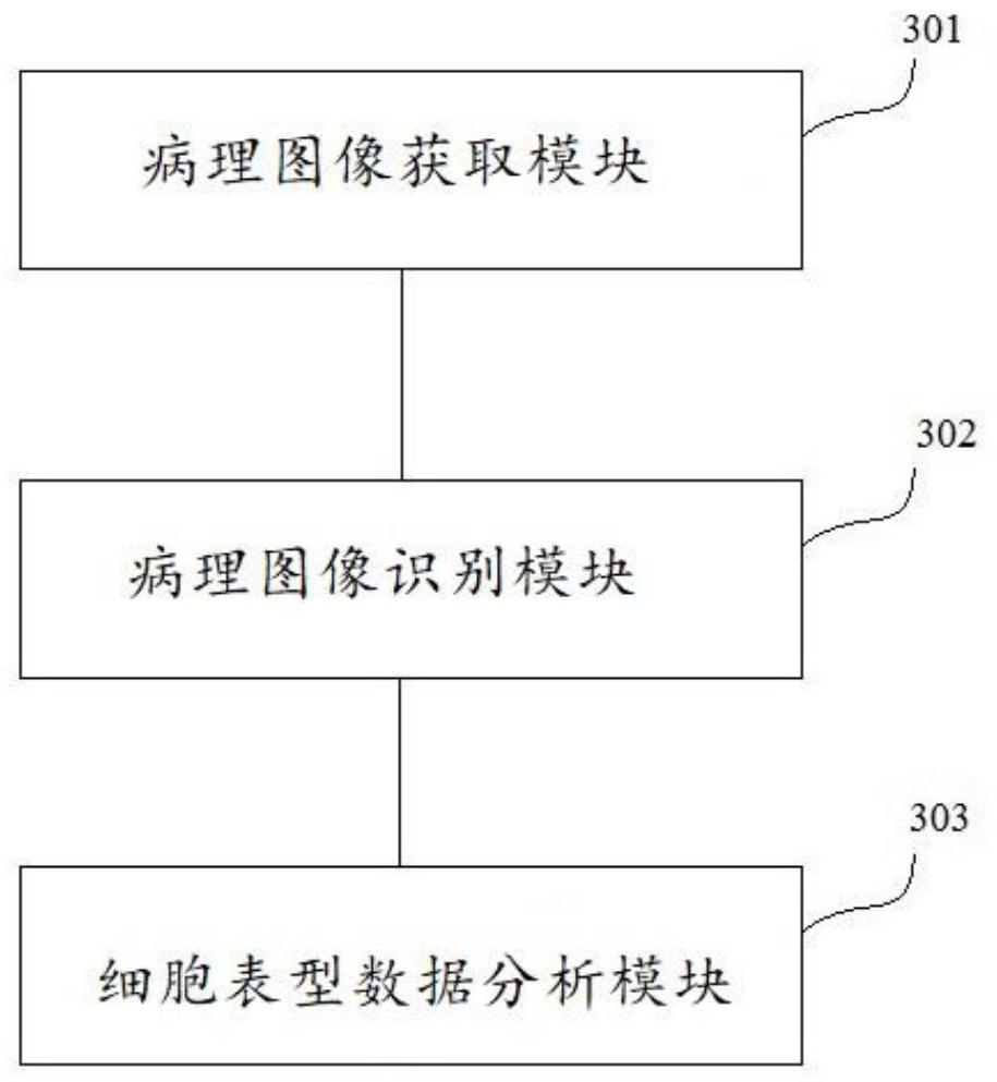 Tumor infiltrating lymphocyte analysis method and device and storage medium