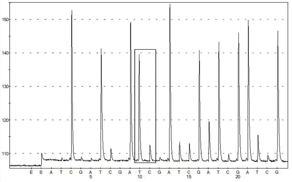 C829T single nucleotide polymorphism assay kit of DHFR
